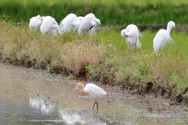 01.アマサギも仲間に入れて