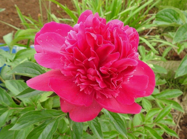 11.シャクヤクが咲いていた