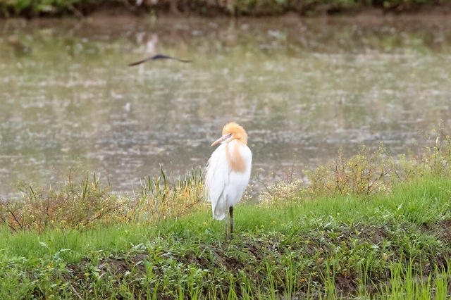 02.亜麻色のアマサギ