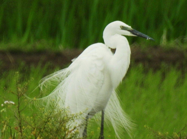 03.着飾ったダイサギ