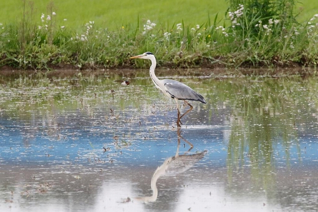 05.美しいアオサギ