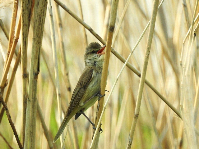 07.オオヨシキリ