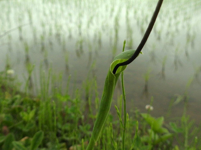 09.カラスビシャク