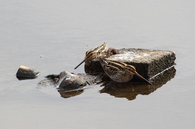 02.タシギが2羽