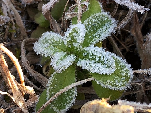 05.霜に縁どられた葉