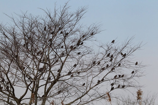 01.ムクドリの木