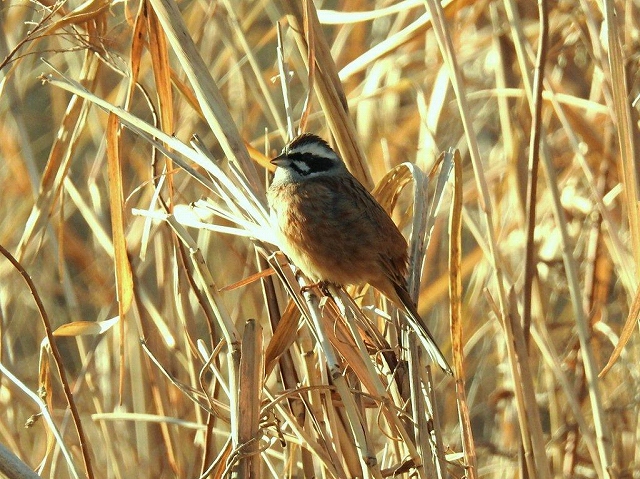 06.ホオジロ 膨らんでいます