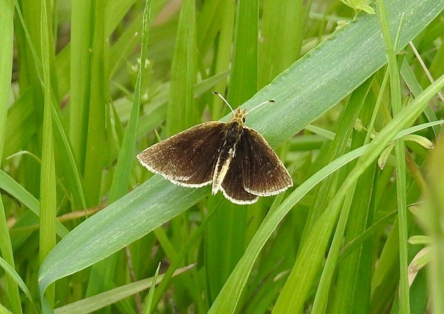 10.ギンイチモンジセセリ