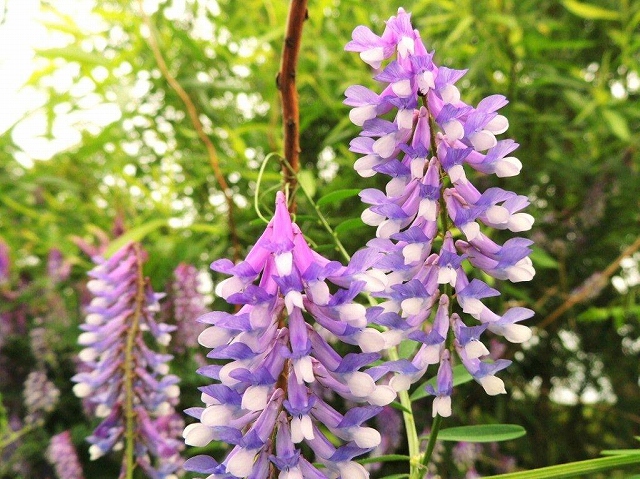 12.咲き始めたクサフジ