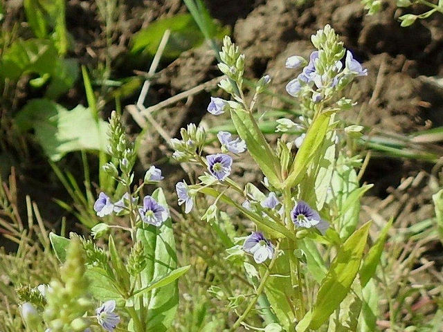 13.特定外来のオオカワジシャ