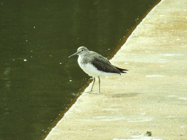 05.最初のクサシギ