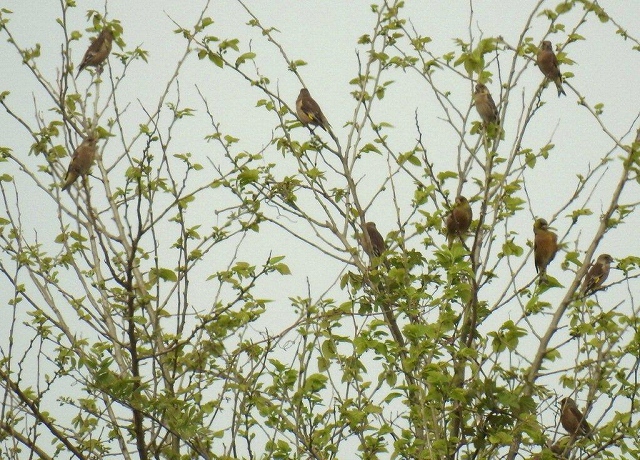 06.カワラヒワの木