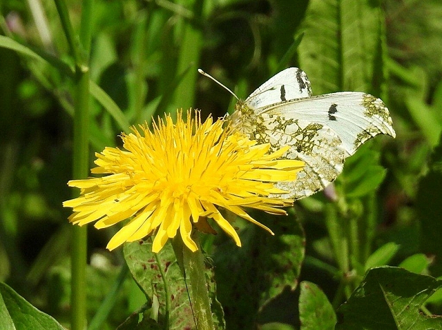09.春の使者 ツマキチョウ♀