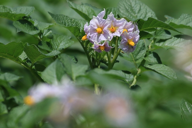 06.ジャガイモの花