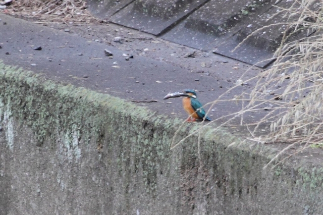 02.カワセミが餌