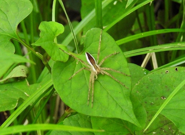 10.スジボソハシリグモ