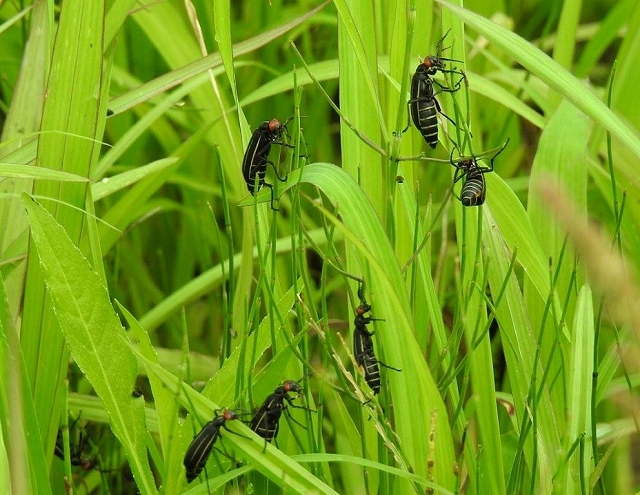11.今年のマメハンミョウ