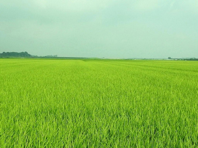 12.広大な稲田
