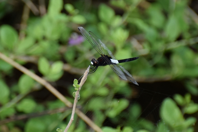14.コシアキ トンボ