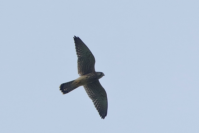 06.チョウゲンボウ