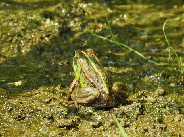 07.トウキョウダルマガエル
