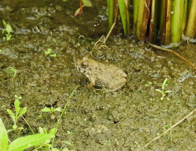 09.ヌマガエル