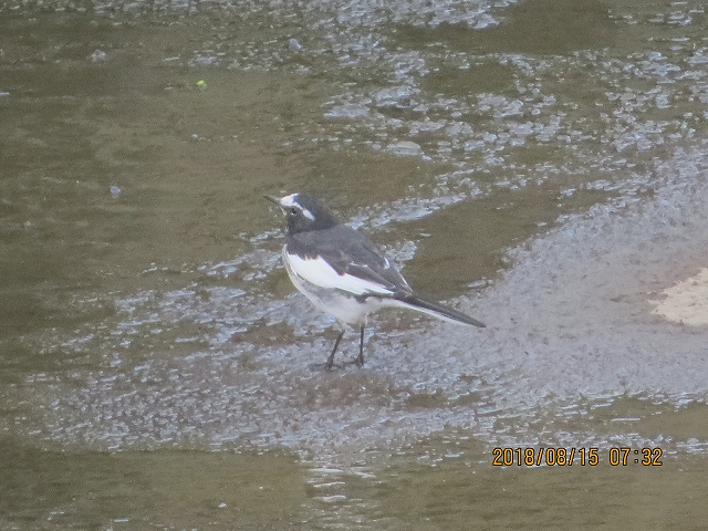 05.セグロセキレイ