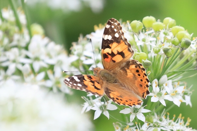 02.ヒメアカタテハ