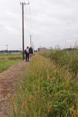 02. キンエノコログサ