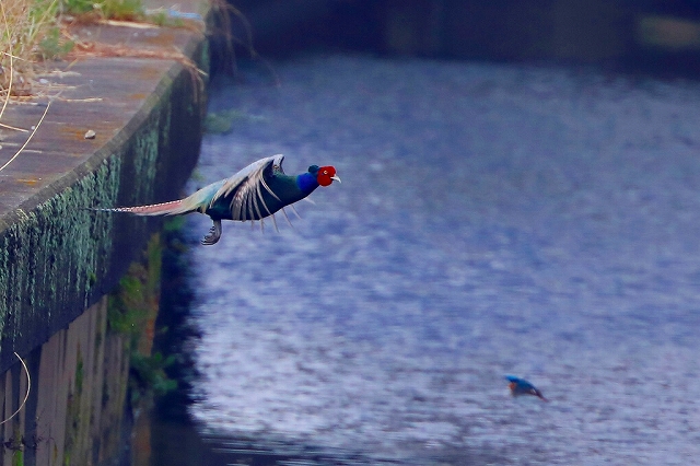 ②  キジとカワセミ