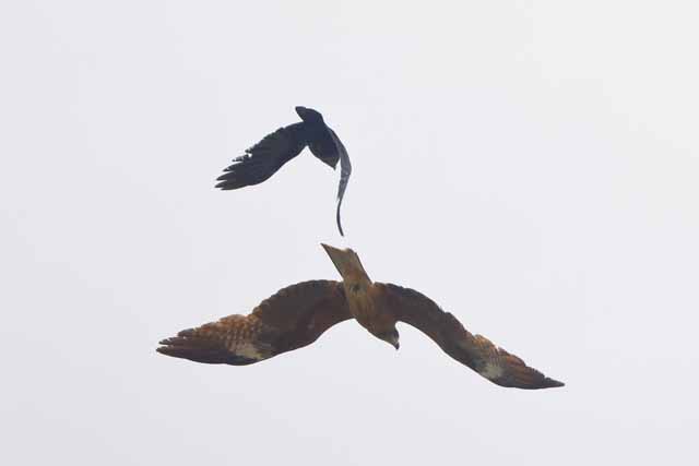 5   カラスに追い回されるトビ
