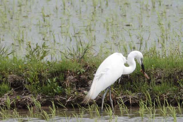 6   ザリガニを捕食するダイサギ