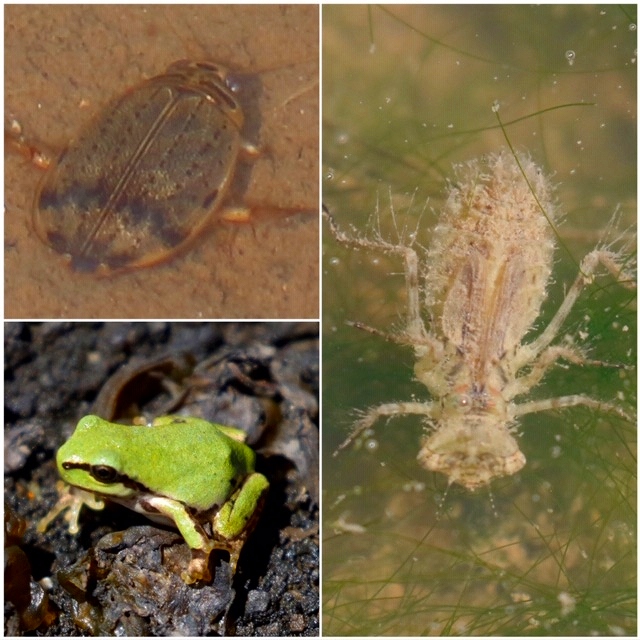 8   田んぼの水生生物