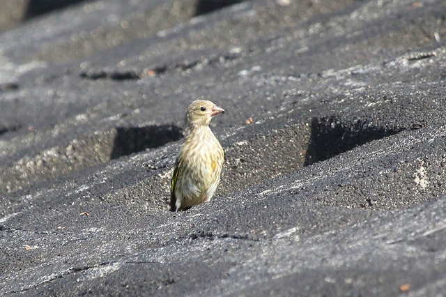 ２  カワラヒワの幼鳥