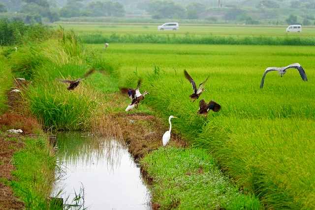 人の気配で飛立つ水鳥
