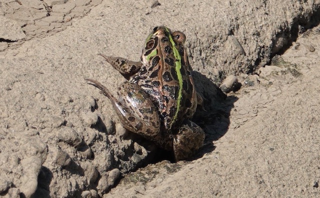 10  トウキョウダルマガエル